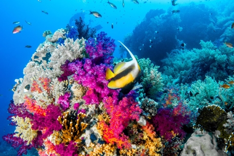 Sharm El Sheikh: Tiran eiland cruise tour met intro duik