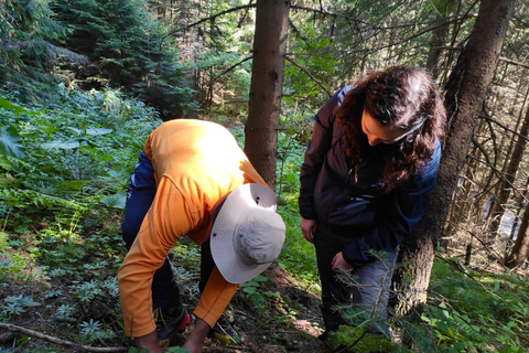 Sofia: Culinary Adventure To The Fungi And Botanical Kingdom