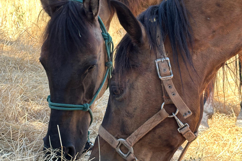 2-Day Gjirokastra & Durres: Horse Riding & Culture Tour Trip