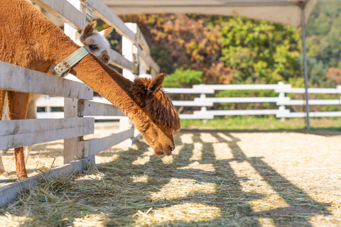 Gyeonggi: Alpaca & Sheep Ranch Admission Ticket in Gapyeong
