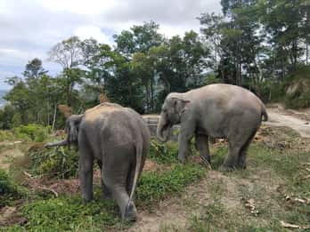 Patong: tour del santuario degli elefanti con conservazione della foresta