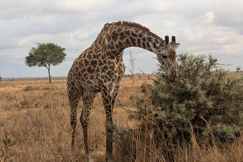 SAFARI ANIMALIER DE ZANZIBAR À MIKUMI 3 JOURS ET 2 NUITS