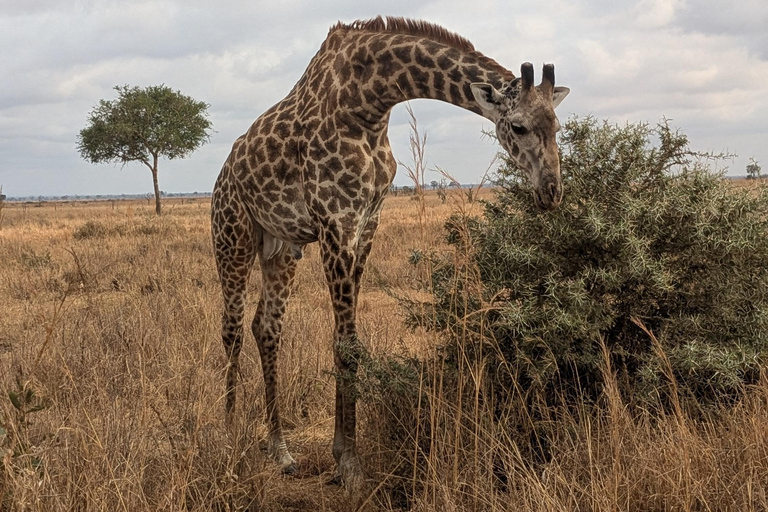 SAFARI ANIMALIER DE ZANZIBAR À MIKUMI 3 JOURS ET 2 NUITS
