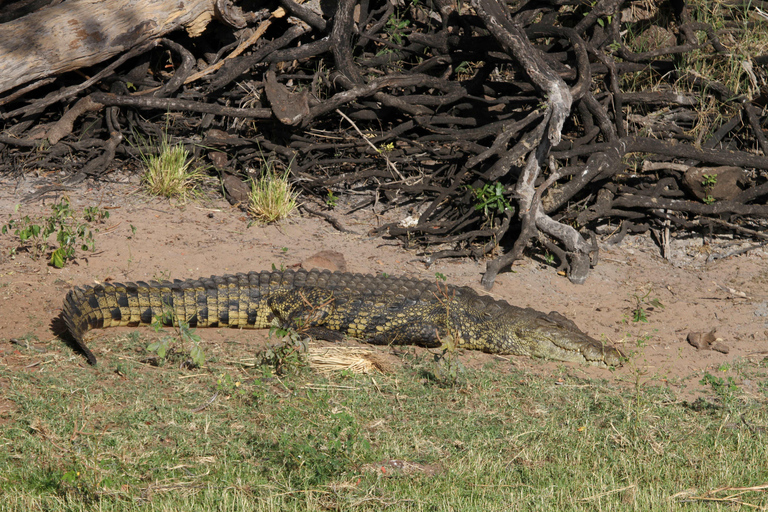 Victoria Falls: Safari game drive tour 3 hours