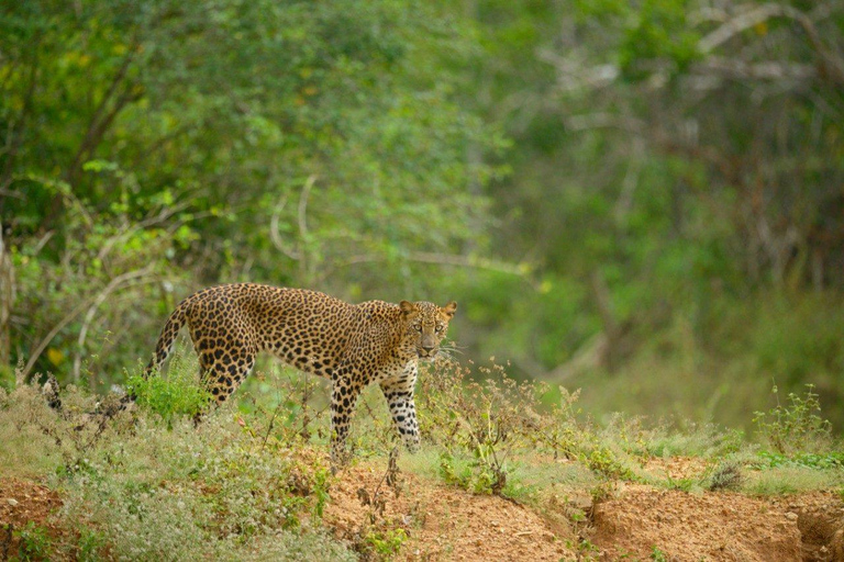 Yala National Park: Full-Day Safari Tour from Colombo Yala National Park: Half-Day Safari Tour from Colombo