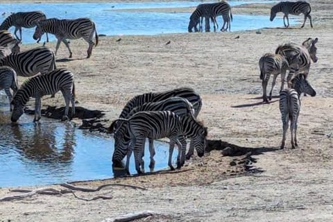 Full-Day Wildlife Safari & Premium Wine Tasting Tour