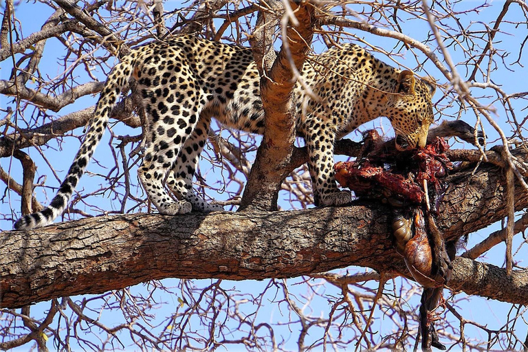 Kasane: 1 day Chobe NP Safari with Boat Cruise and Lunch
