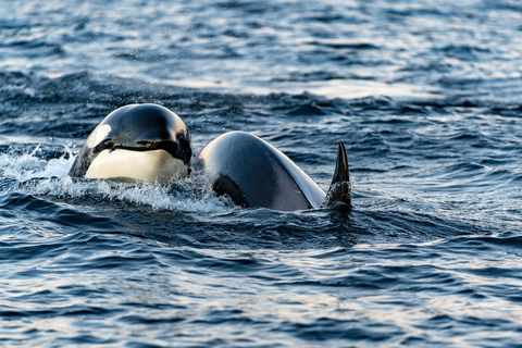 Von Tromsø aus: Walbeobachtungs-Safari auf dem Hochgeschwindigkeits-Katamaran