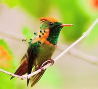 Yerette's Home Of The Hummingbirds Tour - Housity