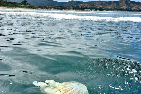 Vineyard, Valparaiso, Horseback Riding, Sea L &amp; BBQ Day Trip