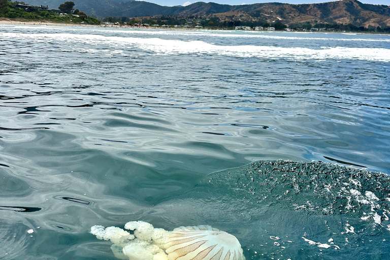 Vineyard, Valparaiso, Horseback Riding, Sea L &amp; BBQ Day Trip