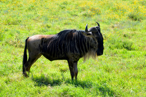 Arusha: Ngorongoro Crater Full-Day Safari Ngorongoro Crater: Full Day Safari