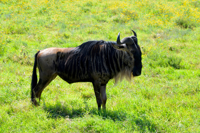 Arusha: Ngorongoro Crater Full-Day Safari Ngorongoro Crater: Full Day Safari