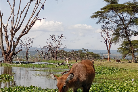 "Lake Naivasha Day Trip & Scenic Boat Ride Adventure"