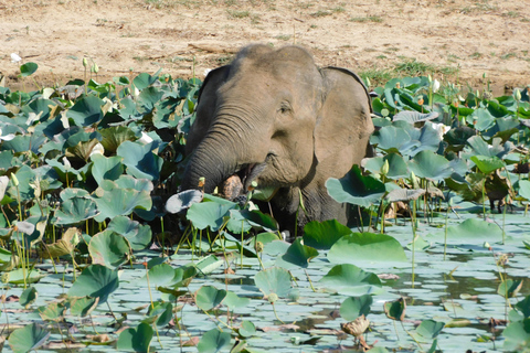 Safariturer i Yala nationalpark: morgon/kväll/heldagMorgontur på 7 timmar med frukost