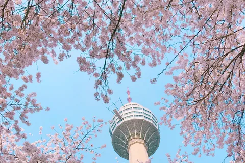De Busan: Sky Capsule & Chasing Spring Blossom Day Tour
