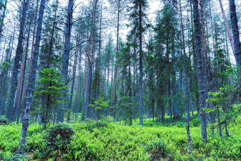 Rovaniemi to Ruka Roller Coaster & Korouoma Canyon Waterfall