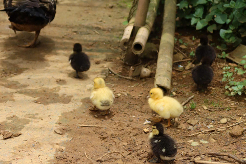 Sapa One-Day Trek: Rice Terraces & Ethnic Villages