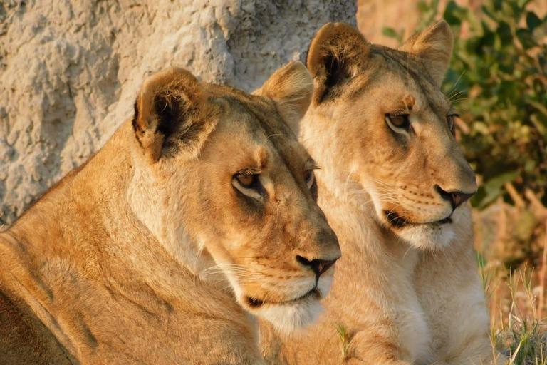 Botsuana: safari de 9 días por Chobe, el delta y las cataratas Victoria