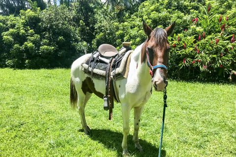 Carabalí Rainforest Park: Rainforest Horseback Riding Tour 2-Hour Horseback Ride