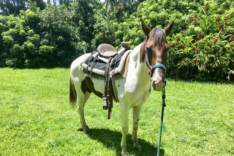 Carabalí Rainforest Park: Rainforest Horseback Riding Tour 2-Hour Horseback Ride