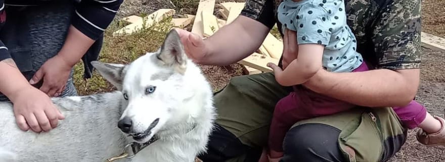 Levi : 2 km en traîneau à chiens avec roues