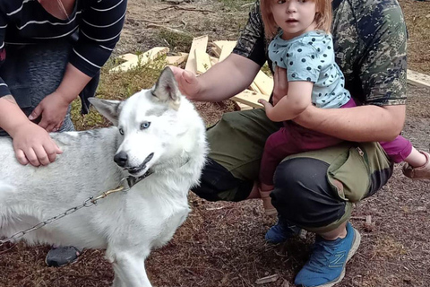 Levi: 2 KM Husky Sledding with wheels