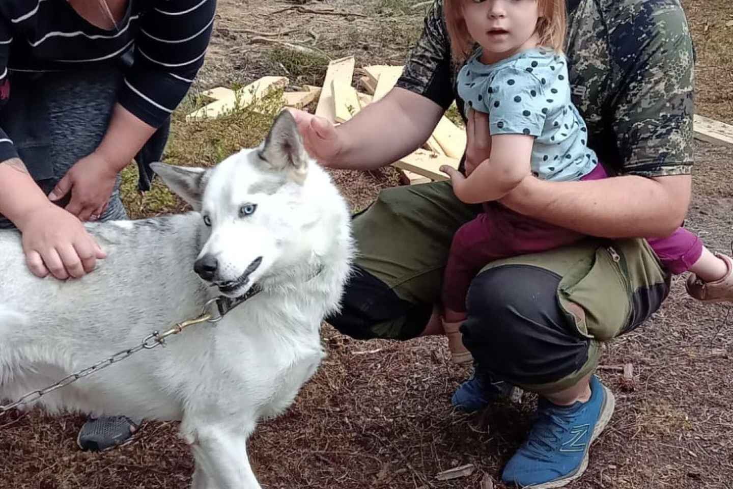 Levi: 2 KM Husky Sledding with wheels - Levi: 2 KM Husky Sledding with wheels