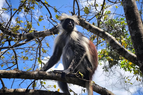 Zanzibar: Jozani forest, Reptile park and Salaam cave tour Private tour with Hotel pick up and drop-off included.