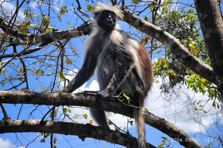 Zanzibar: Jozani forest, Reptile park and Salaam cave tour Private tour with Hotel pick up and drop-off included.