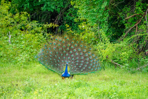 Kaudulla Wildlife & Landscape Photography Expedition
