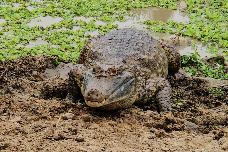 Safari con inseguimento di giaguari