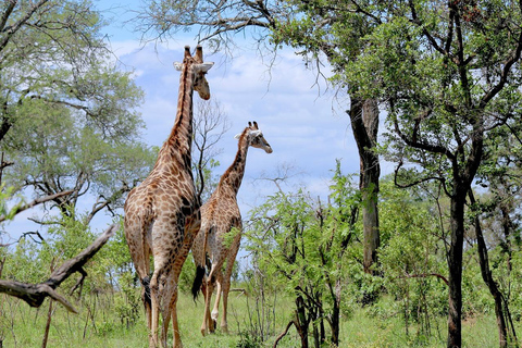 SAFARI EN AVION DE JOUR : DE ZANZIBAR AU PARC NATIONAL DE MIKUMI