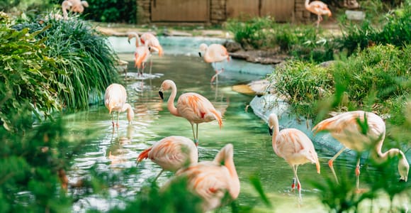 Barcelona: 1-Day Ticket to Barcelona Zoo