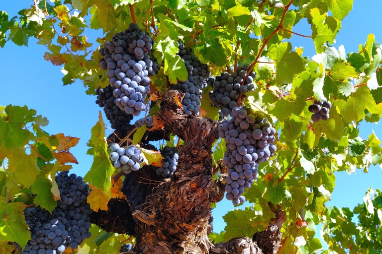 De Valence: Requena Wine Tour avec dégustationsDe Valence: visite privée des vins de Requena avec dégustations