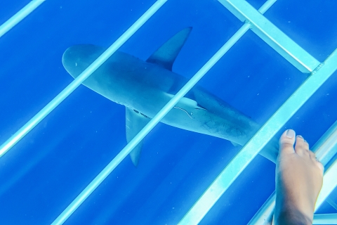 Oahu: 2 h de buceo con tiburones en la costa norte2 h de observación de tiburones en Oahu en barco, sin jaula