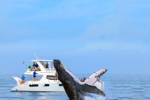 Cabo San Lucas: Luxe walvissafari-ervaring met catamaranCabo San Lucas: luxe catamaran walvissen spotten