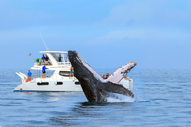 Cabo San Lucas: Luxe walvissafari-ervaring met catamaranCabo San Lucas: luxe catamaran walvissen spotten