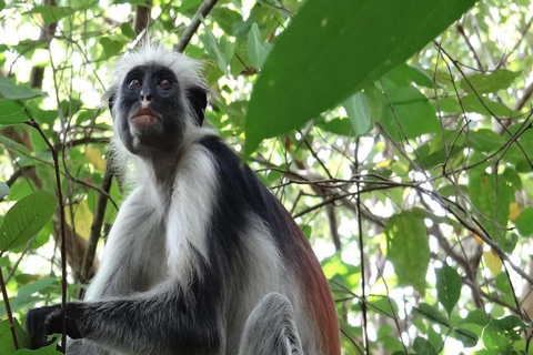 FROM NUNGWI/KENDWA:STONE TOWN, PRISON ISLAND & JOZANI FOREST Private tour include hotel pick up and drop off