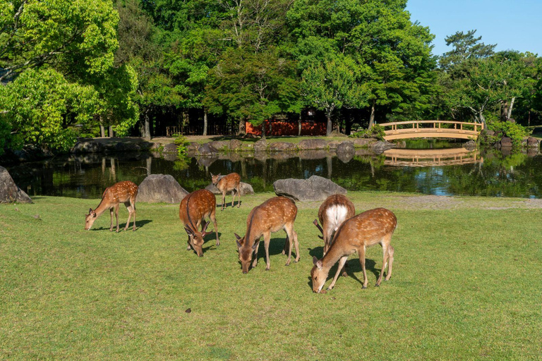 Osaka: Nara Private Day Tour
