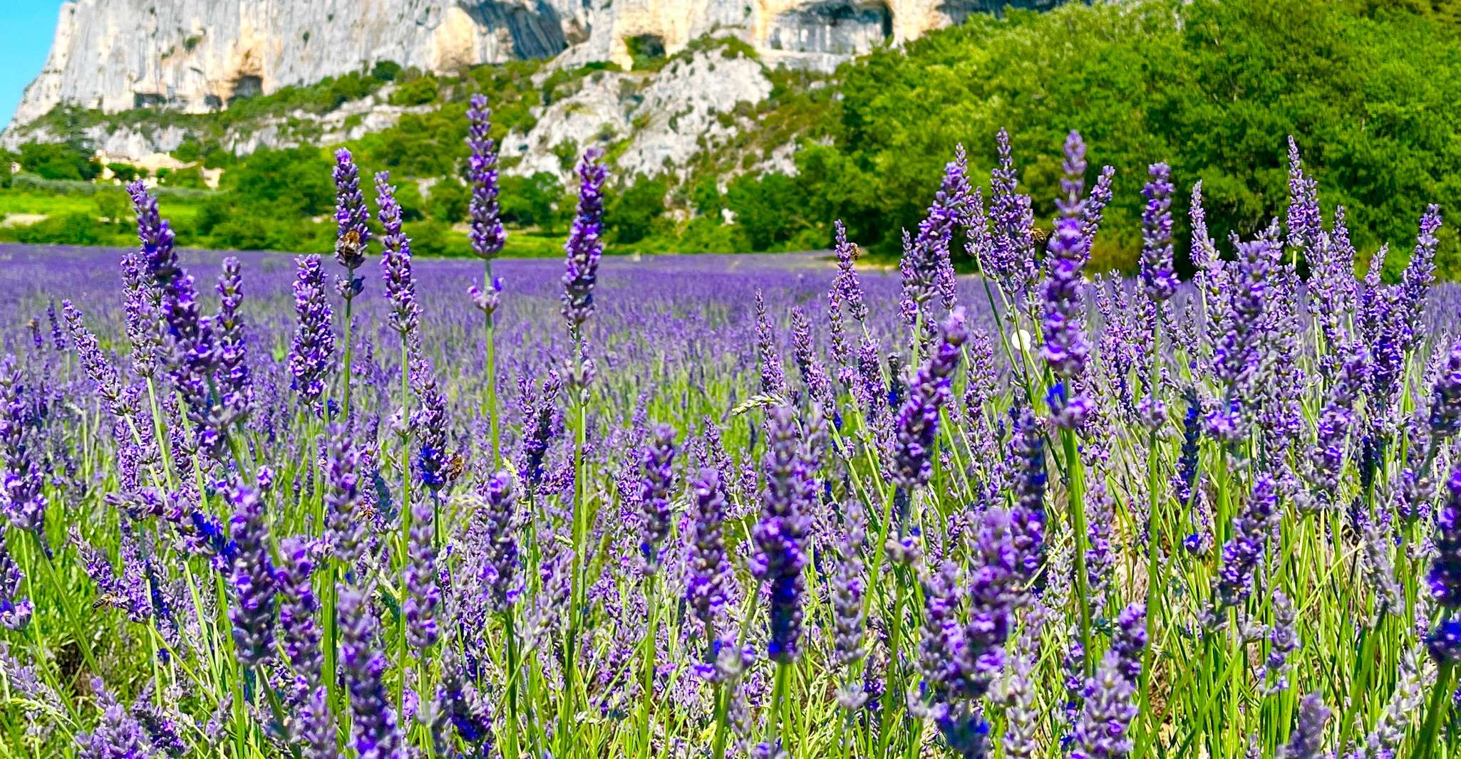 From Avignon, Lavender Tour in Valensole, Sault and Luberon - Housity