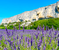 From Avignon, Lavender Tour in Valensole, Sault and Luberon - Housity