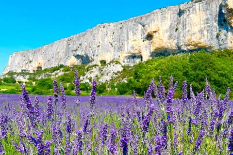 Vanuit Avignon: Lavendel Tour in Valensole, Sault en LuberonVanuit Avignon: Halve dag Lavendel tour in Sault en Luberon