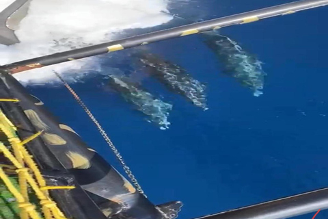 Alanya: Pirate Cruise with Shows, Lunch & Swim Stops