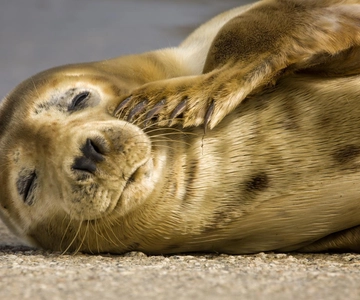 Cornwall: Guided Seal Safari by Boat