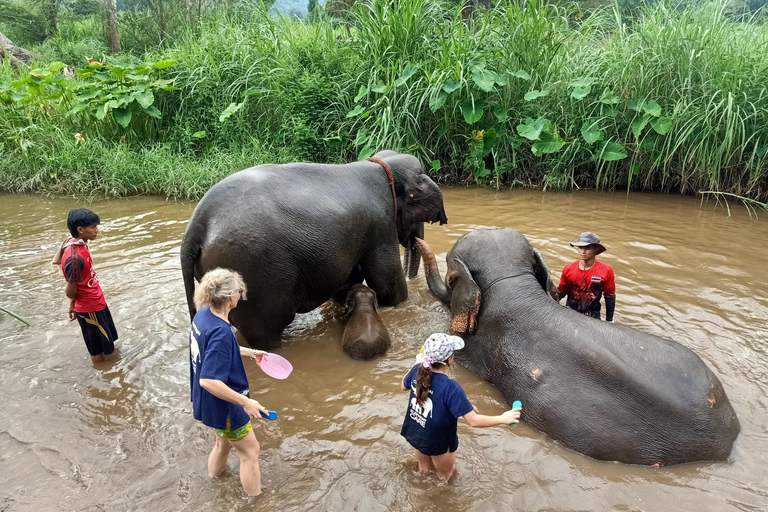 Demi-journée avec le programme CHIANGMAI ELEPHANT CARE (12h-18h.)