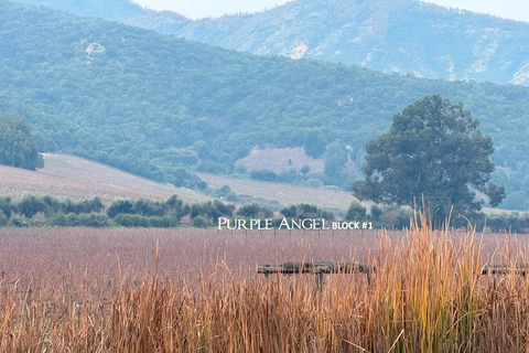 From Santiago: Viña Montes Winery Tour with Wine Tasting