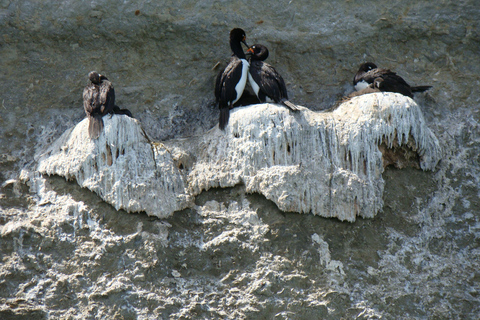 From Puerto Madryn: Full-Day Valdes Peninsula Tour