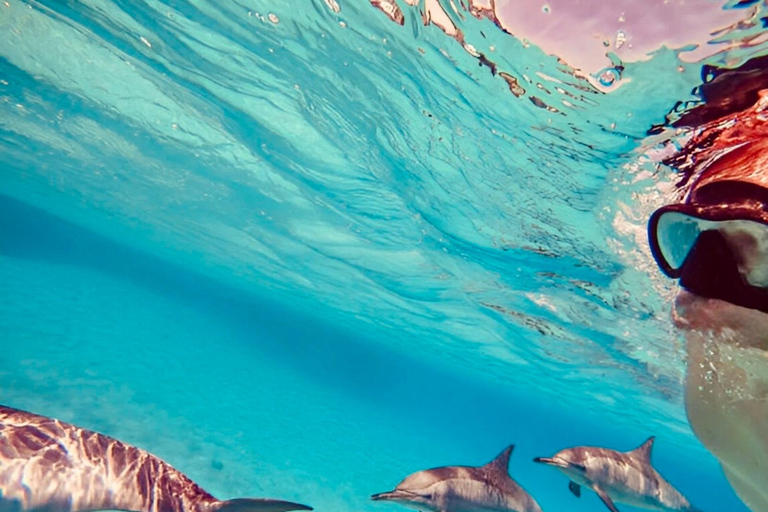 Hurgada: tour en barco de 7 horas con delfines, esnórquel y almuerzo