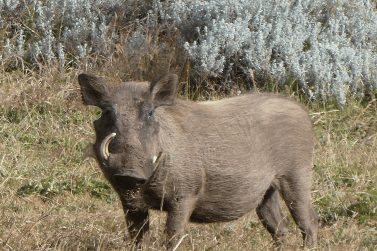4 days Bale Mountains Wildlife & Nature Tour